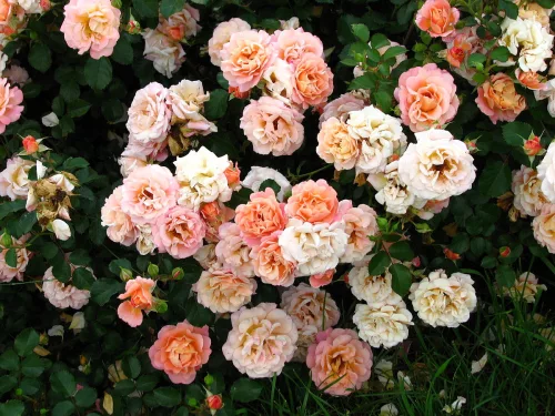 Kordes rózsa - Rosa sp. Cordes " ROSA CUBANA"