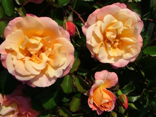 Kordes rózsa - Rosa sp. Cordes " ROSA CUBANA"