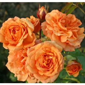   Kordes rózsa - Rosa sp. Cordes - " ROSA Bentheimer Gold  "