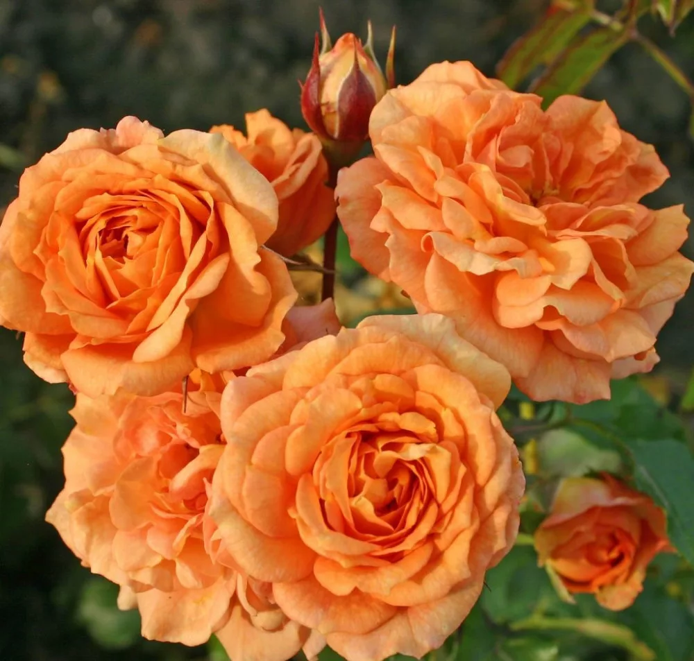 Kordes rózsa - Rosa sp. Cordes - 