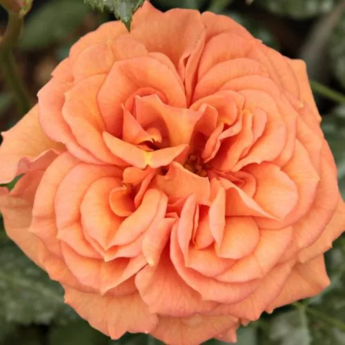 Kordes rózsa - Rosa sp. Cordes - " ROSA Bentheimer Gold  "