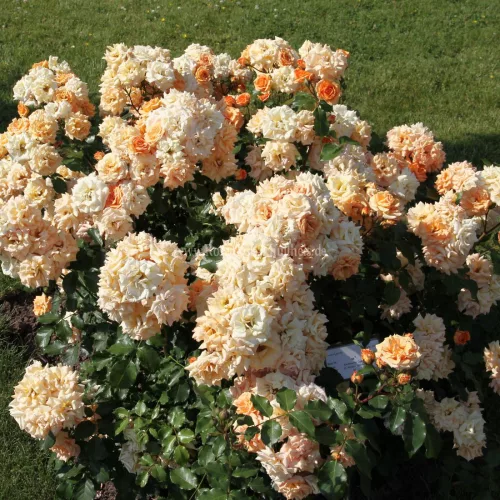 Kordes rózsa - Rosa sp. Cordes - " ROSA Bentheimer Gold  "