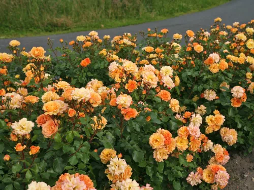 Kordes rózsa - Rosa sp. Cordes - " ROSA Bentheimer Gold  "