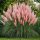 Cortaderia selloana ‘Rosea’ - Rózsaszín pampafű