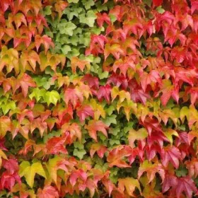   Repkény vadszőlő - Parthenocissus tricuspidata 'Veitch Boskoop" 