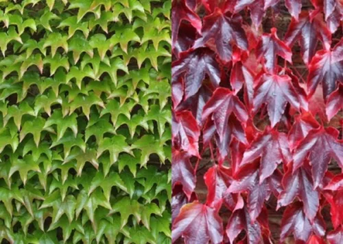 Repkény vadszőlő - Parthenocissus tricuspidata 'Veitch Boskoop" 