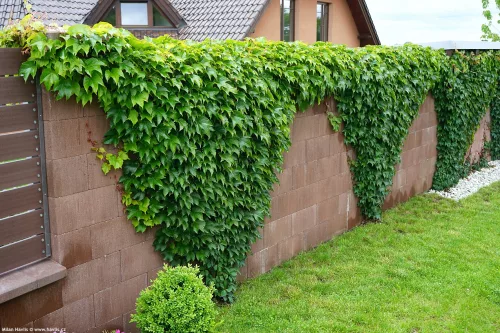 Repkény vadszőlő - Parthenocissus tricuspidata 'Veitch Boskoop" 