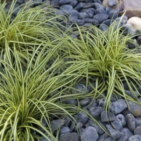  Sás - Carex oshimensis 'Evergold'