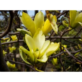 Sárga virágú liliomfa - Magnolia ‘Butterflies’