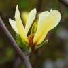 Sárga virágú liliomfa - Magnolia ‘Butterflies’