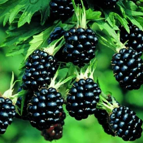 Tüskenélküli szeder - Rubus fruticosus 'Thornless Evergreen'