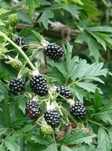 Tüskenélküli szeder - Rubus fruticosus 'Thornless Evergreen'