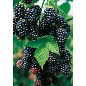 Fekete szeder - Rubus fruticosus ‘Black Satin’