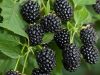 Fekete szeder - Rubus fruticosus ‘Black Satin’
