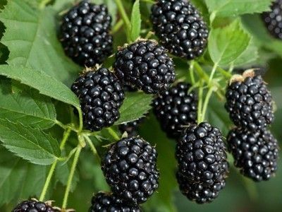 Fekete szeder - Rubus fruticosus ‘Black Satin’