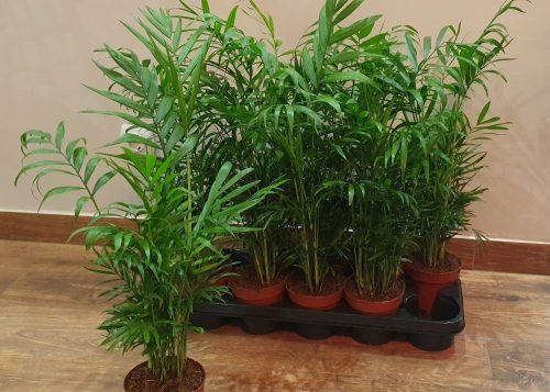 Chamaedorea Elegans - Gyompálma