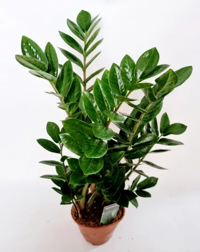 Agglegény pálma - Zamioculcas zamiifolia 