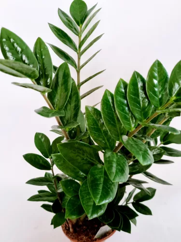 Agglegény pálma - Zamioculcas zamiifolia 