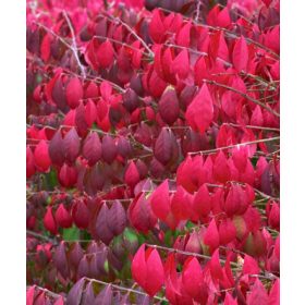 Szárnyas kecskerágó - EUONYMUS ALATUS