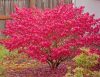 Szárnyas kecskerágó - EUONYMUS ALATUS