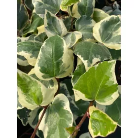    Tarkalevelű borostyán -  Hedera canariensis 'Glorie di Marengo' 