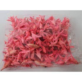 Csillag lili, festett, rózsaszín