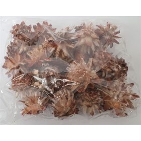 plumosum termés, natúr