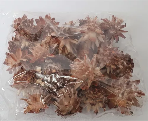 plumosum termés, natúr