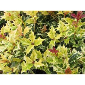   Tarkalevelű illatvirág - Osmanthus heterophyllus 'Goshiki' 