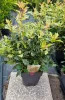 Tarkalevelű illatvirág - Osmanthus heterophyllus 'Goshiki' 