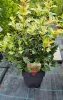 Tarkalevelű illatvirág - Osmanthus heterophyllus 'Goshiki' 
