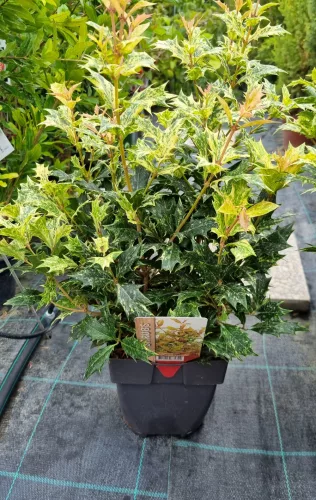 Tarkalevelű illatvirág - Osmanthus heterophyllus 'Goshiki' 