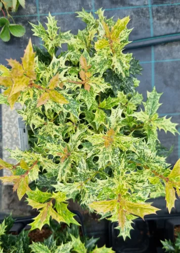 Tarkalevelű illatvirág - Osmanthus heterophyllus 'Goshiki' 