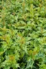 Tarkalevelű illatvirág - Osmanthus heterophyllus 'Goshiki' 