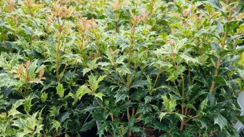 Tarkalevelű illatvirág - Osmanthus heterophyllus 'Goshiki' 