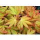 Magastörzsű Japán Juhar - "Orange Dream" - Acer Palmatum