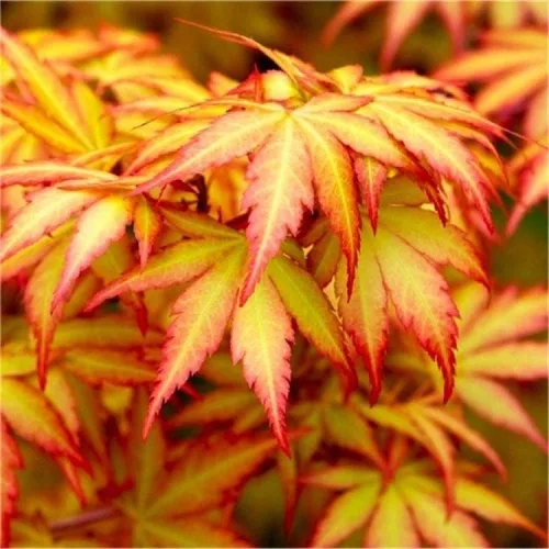 Magastörzsű Japán Juhar - "Orange Dream" - Acer Palmatum