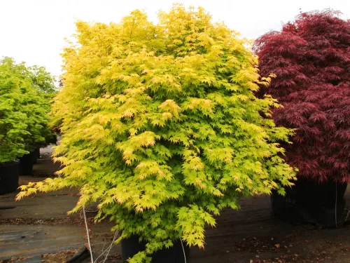 Magastörzsű Japán Juhar - "Orange Dream" - Acer Palmatum