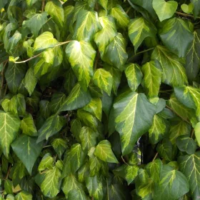   Sárga tarka levelű borostyán - Hedera colchica 'Sulphur Heart'