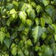 Sárga tarka levelű borostyán - Hedera colchica 'Sulphur Heart'