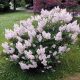 Törpe Koreai orgona - Syringa patula 'Miss Kim'