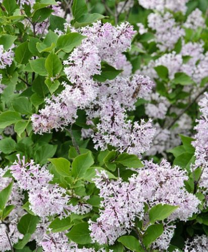 Törpe Koreai orgona - Syringa patula 'Miss Kim'