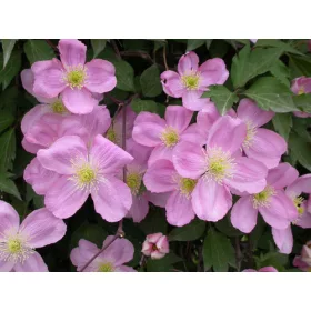 Klematisz / Iszalag - Clematis 'Tetrarose'