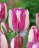 Tulipán - Tulip " Hotpants"