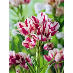 Csokros Tulipán - Tulip " Flaming Club"