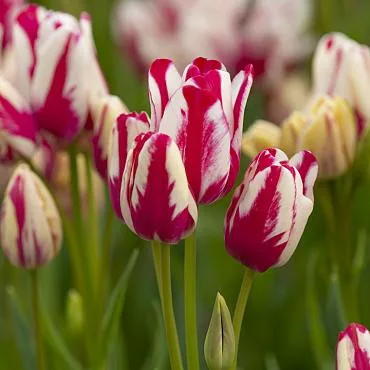 Csokros Tulipán - Tulip " Flaming Club"