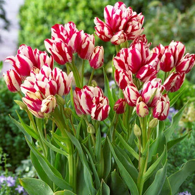 Csokros Tulipán - Tulip " Flaming Club"