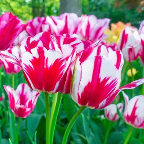 Csokros Tulipán - Tulip " Flaming Club"