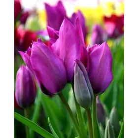 Csokros Tulipán - Tulip "Night Club "