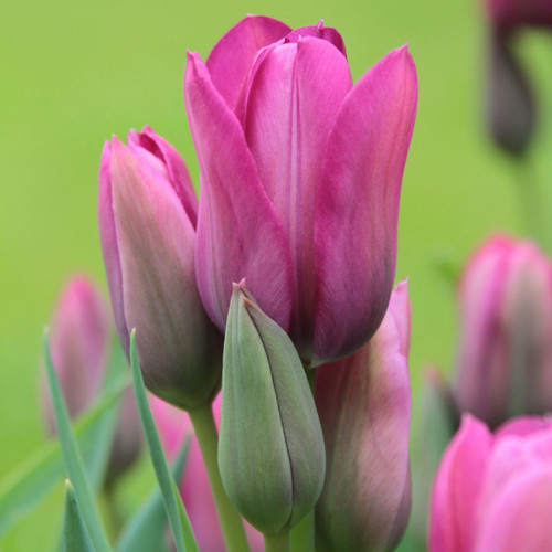 Csokros Tulipán - Tulip "Night Club "